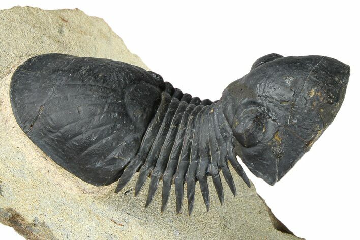 Flying Paralejurus Trilobite With Exposed Hypostome #376898